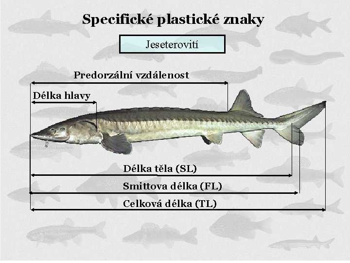 Specifické plastické znaky Jeseterovití Predorzální vzdálenost Délka hlavy Délka těla (SL) Smittova délka (FL)