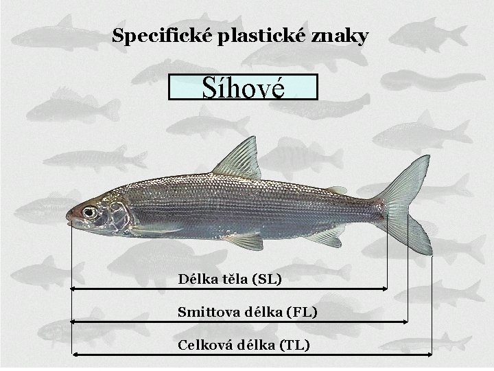 Specifické plastické znaky Síhové Délka těla (SL) Smittova délka (FL) Celková délka (TL) 