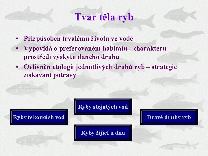 Tvar těla ryb • Přizpůsoben trvalému životu ve vodě • Vypovídá o preferovaném habitatu