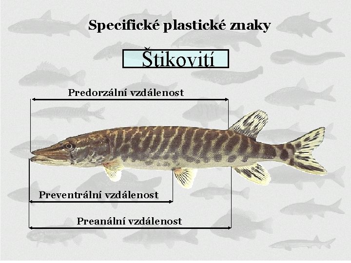 Specifické plastické znaky Štikovití Predorzální vzdálenost Preventrální vzdálenost Preanální vzdálenost 