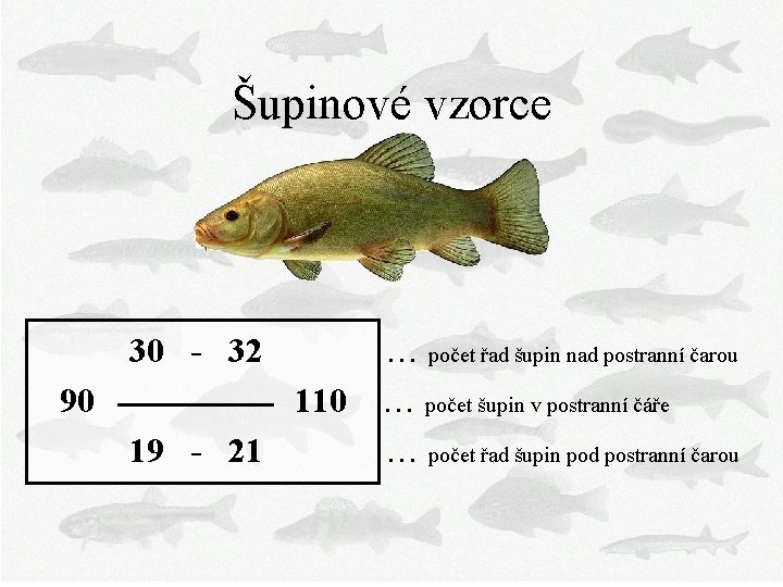 Šupinové vzorce 30 - 32 … počet řad šupin nad postranní čarou 90 110