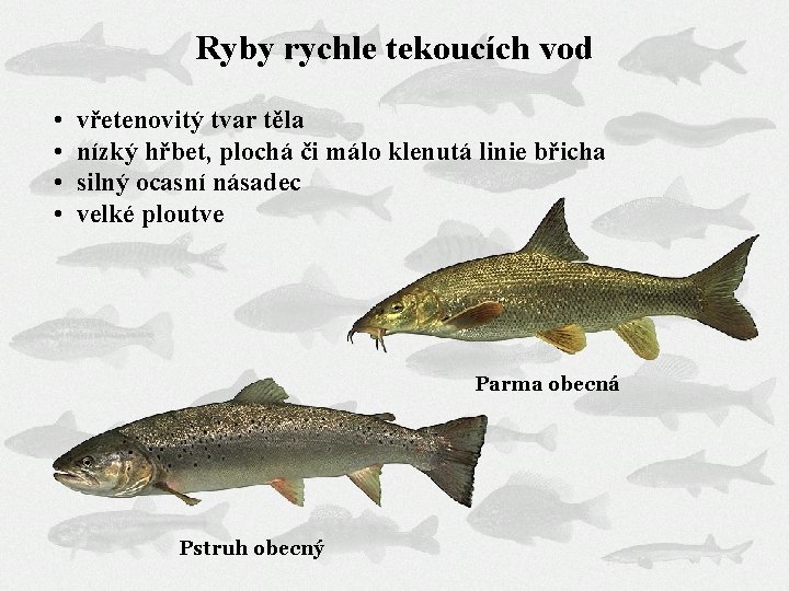 Ryby rychle tekoucích vod • • vřetenovitý tvar těla nízký hřbet, plochá či málo