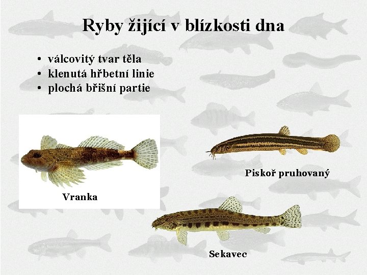 Ryby žijící v blízkosti dna • válcovitý tvar těla • klenutá hřbetní linie •