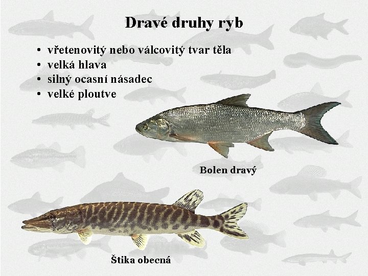 Dravé druhy ryb • • vřetenovitý nebo válcovitý tvar těla velká hlava silný ocasní