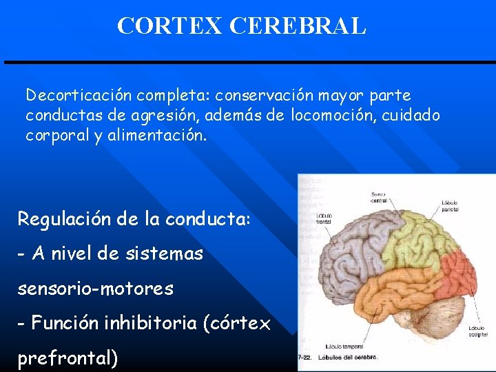 CORTEX CEREBRAL Decorticación completa: conservación mayor parte conductas de agresión, además de locomoción, cuidado