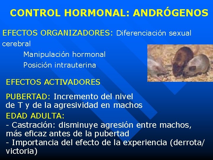 CONTROL HORMONAL: ANDRÓGENOS EFECTOS ORGANIZADORES: Diferenciación sexual cerebral Manipulación hormonal Posición intrauterina EFECTOS ACTIVADORES