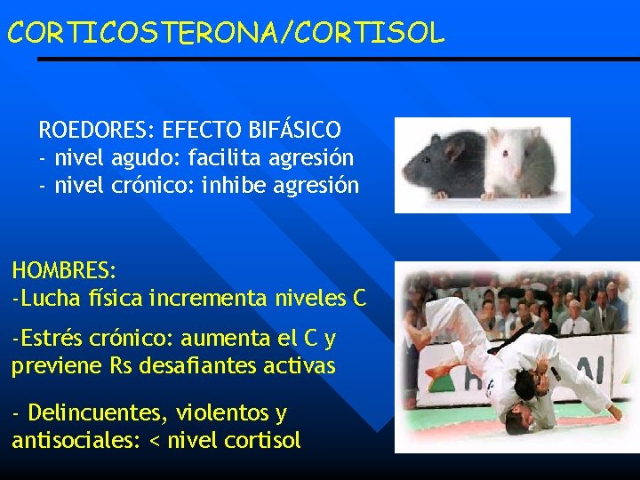 CORTICOSTERONA/CORTISOL ROEDORES: EFECTO BIFÁSICO - nivel agudo: facilita agresión - nivel crónico: inhibe agresión