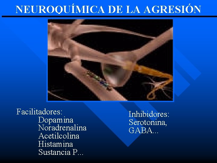 NEUROQUÍMICA DE LA AGRESIÓN Facilitadores: Dopamina Noradrenalina Acetilcolina Histamina Sustancia P. . . Inhibidores: