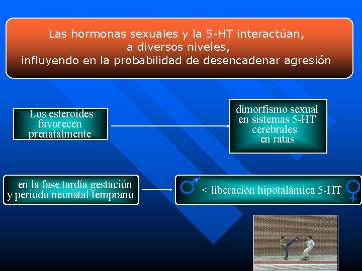 Las hormonas sexuales y la 5 -HT interactúan, a diversos niveles, influyendo en la