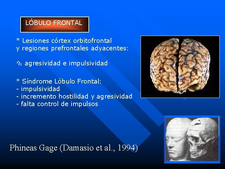 LÓBULO FRONTAL * Lesiones córtex orbitofrontal y regiones prefrontales adyacentes: agresividad e impulsividad *