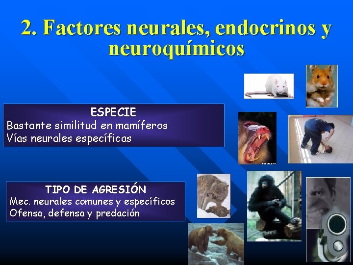 2. Factores neurales, endocrinos y neuroquímicos ESPECIE Bastante similitud en mamíferos Vías neurales específicas