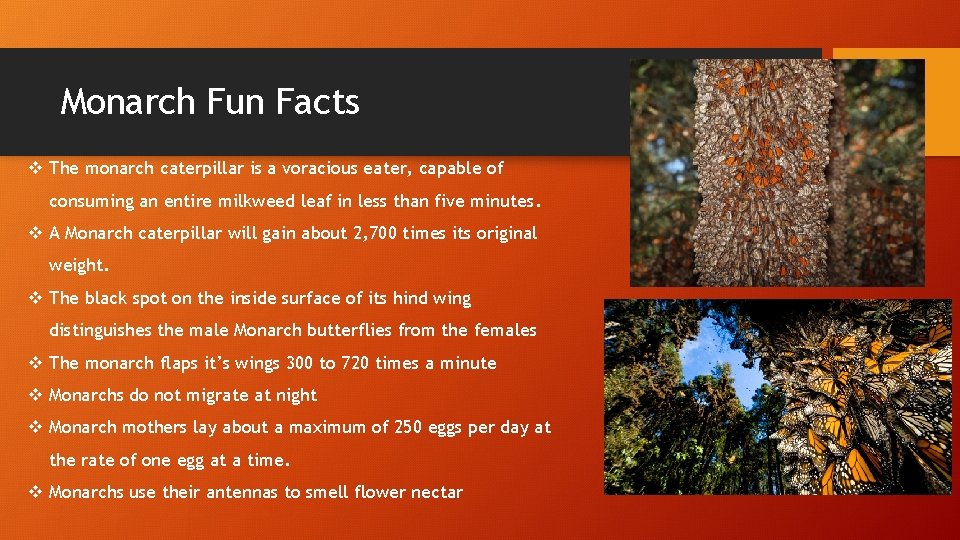Monarch Fun Facts v The monarch caterpillar is a voracious eater, capable of consuming Monarch Fun Facts v The monarch caterpillar is a voracious eater, capable of consuming