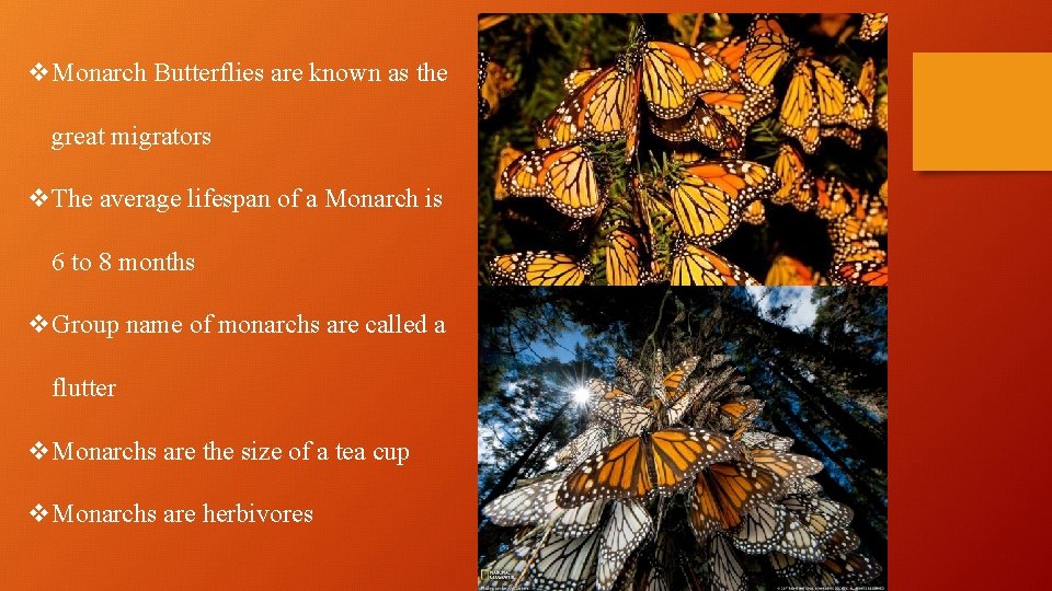 v. Monarch Butterflies are known as the great migrators v. The average lifespan of v. Monarch Butterflies are known as the great migrators v. The average lifespan of