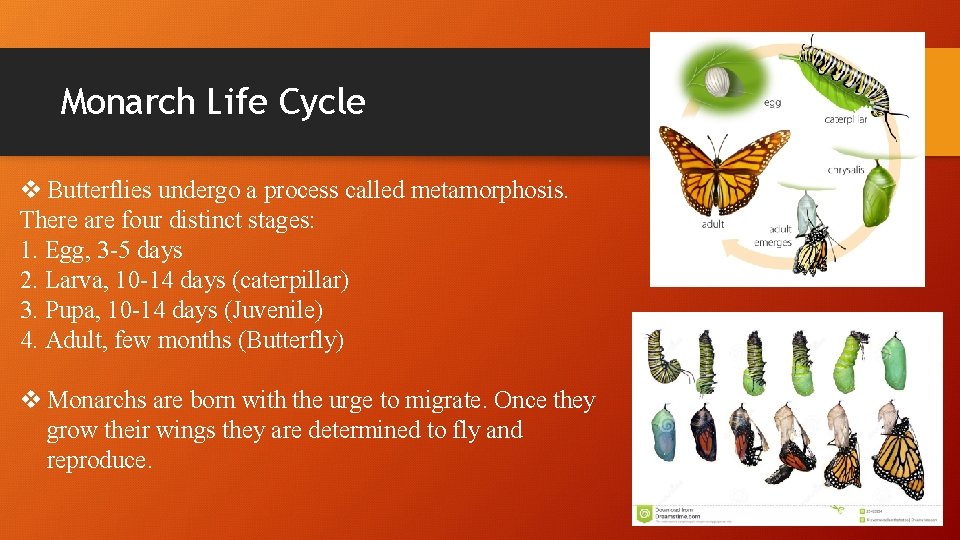 Monarch Life Cycle v Butterflies undergo a process called metamorphosis. There are four distinct Monarch Life Cycle v Butterflies undergo a process called metamorphosis. There are four distinct