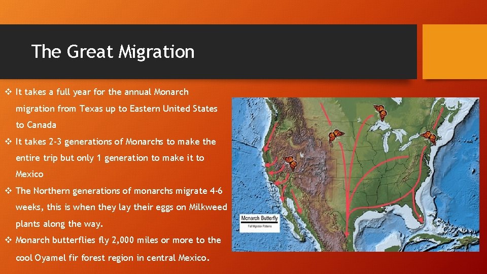 The Great Migration v It takes a full year for the annual Monarch migration The Great Migration v It takes a full year for the annual Monarch migration