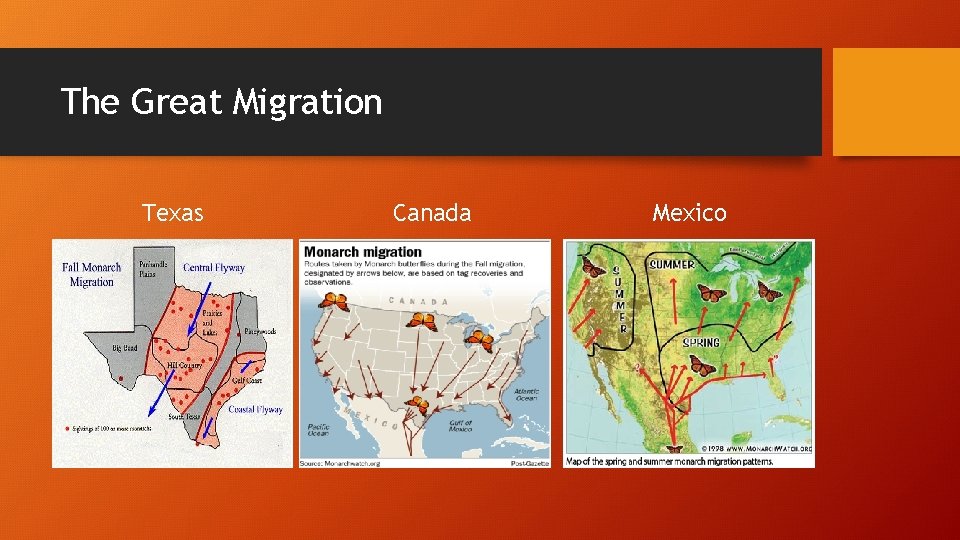 The Great Migration Texas Canada Mexico The Great Migration Texas Canada Mexico