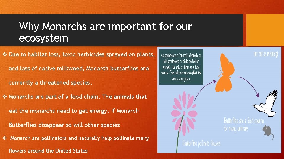 Why Monarchs are important for our ecosystem v Due to habitat loss, toxic herbicides Why Monarchs are important for our ecosystem v Due to habitat loss, toxic herbicides