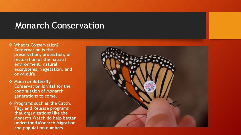 Monarch Conservation v What is Conservation? Conservation is the preservation, protection, or restoration of Monarch Conservation v What is Conservation? Conservation is the preservation, protection, or restoration of