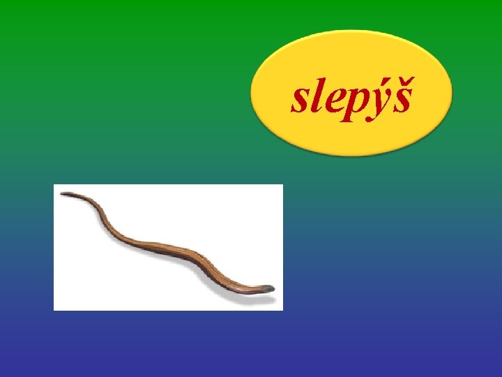 slepýš 