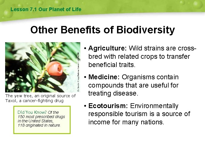 Lesson 7. 1 Our Planet of Life Other Benefits of Biodiversity • Agriculture: Wild