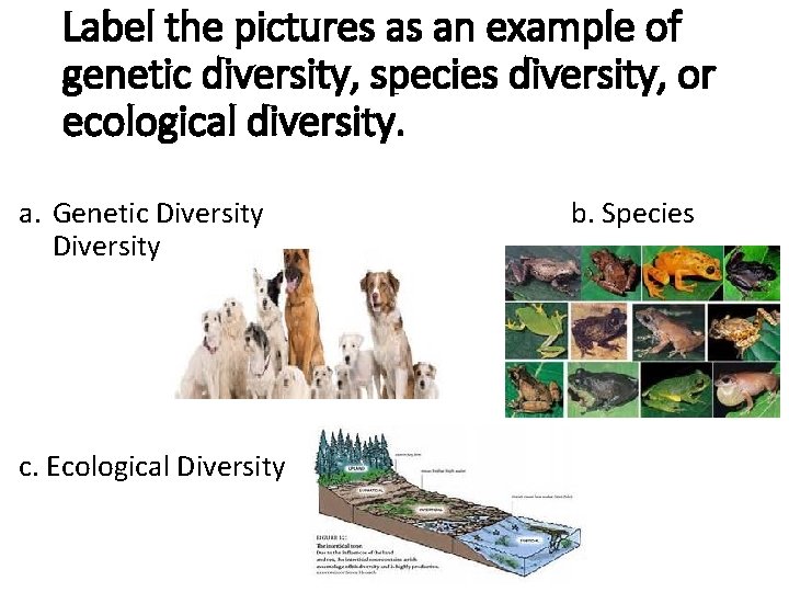Label the pictures as an example of genetic diversity, species diversity, or ecological diversity. Label the pictures as an example of genetic diversity, species diversity, or ecological diversity.