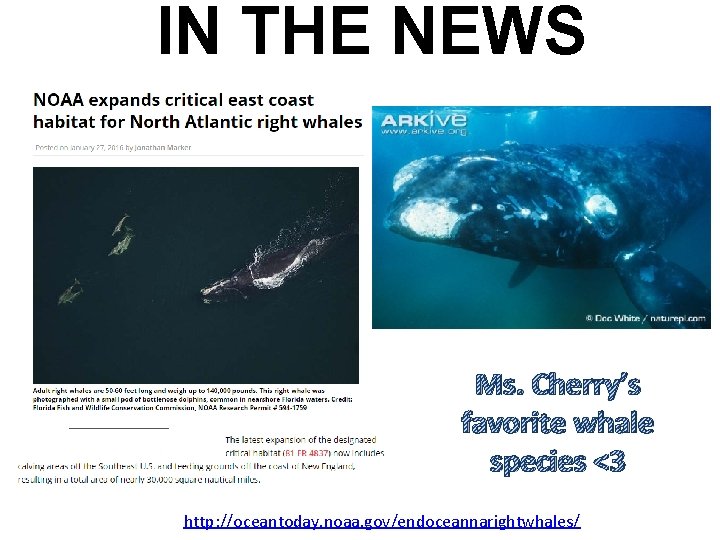 IN THE NEWS Ms. Cherry’s favorite whale species <3 http: //oceantoday. noaa. gov/endoceannarightwhales/ 