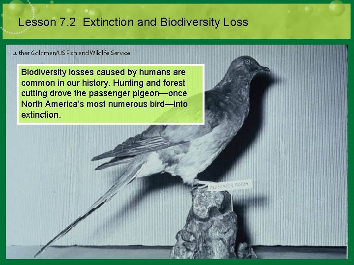 Lesson 7. 2 Extinction and Biodiversity Loss Biodiversity losses caused by humans are common