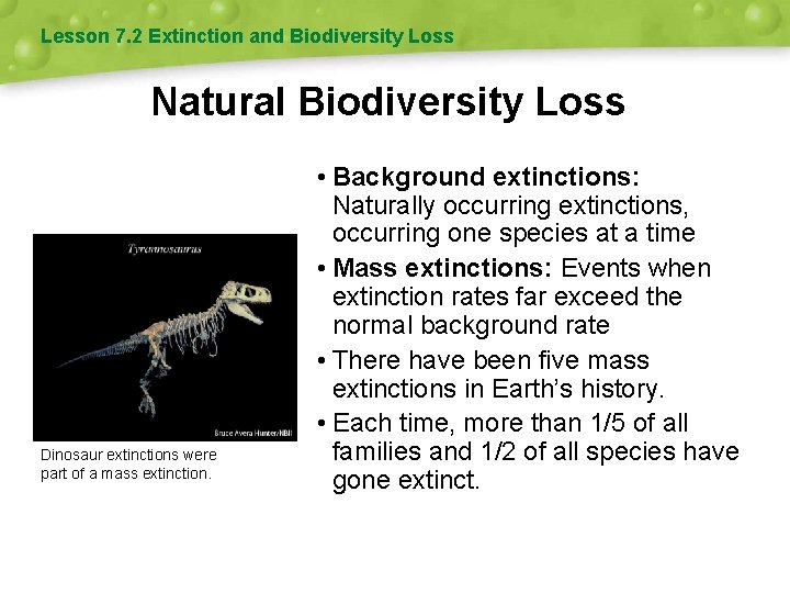 Lesson 7. 2 Extinction and Biodiversity Loss Natural Biodiversity Loss Dinosaur extinctions were part