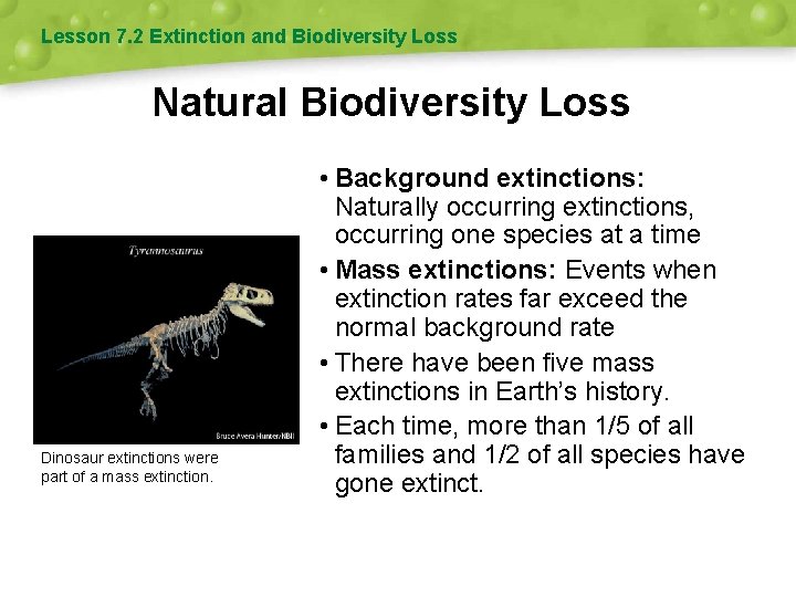 Lesson 7. 2 Extinction and Biodiversity Loss Natural Biodiversity Loss Dinosaur extinctions were part Lesson 7. 2 Extinction and Biodiversity Loss Natural Biodiversity Loss Dinosaur extinctions were part