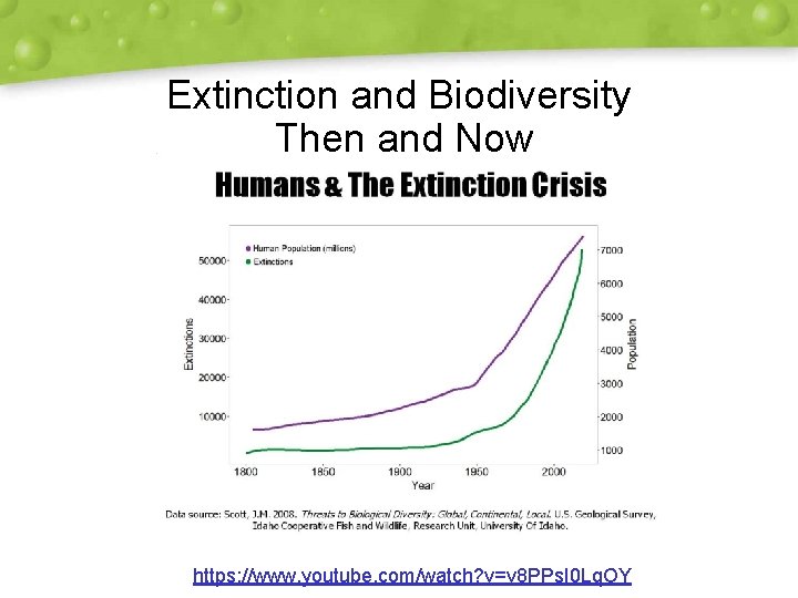 Extinction and Biodiversity Then and Now https: //www. youtube. com/watch? v=v 8 PPs. I Extinction and Biodiversity Then and Now https: //www. youtube. com/watch? v=v 8 PPs. I