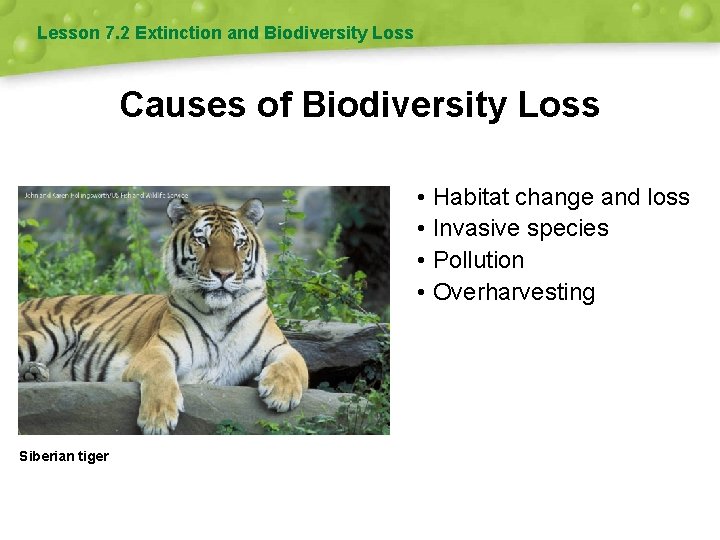 Lesson 7. 2 Extinction and Biodiversity Loss Causes of Biodiversity Loss • Habitat change Lesson 7. 2 Extinction and Biodiversity Loss Causes of Biodiversity Loss • Habitat change