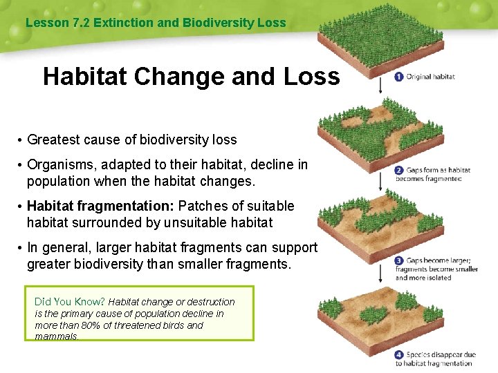 Lesson 7. 2 Extinction and Biodiversity Loss Habitat Change and Loss • Greatest cause
