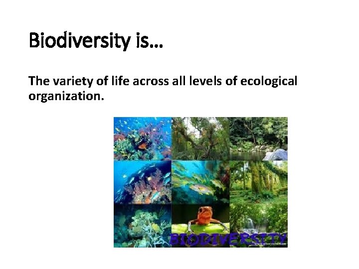 Biodiversity is… The variety of life across all levels of ecological organization. 