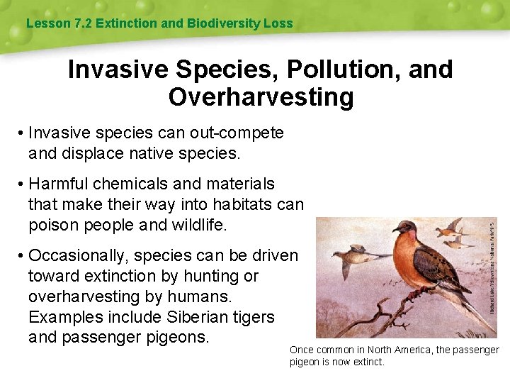 Lesson 7. 2 Extinction and Biodiversity Loss Invasive Species, Pollution, and Overharvesting • Invasive