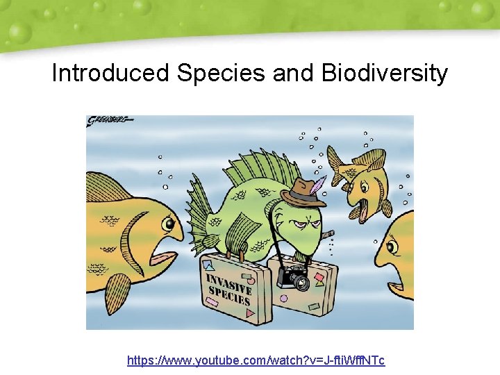 Introduced Species and Biodiversity https: //www. youtube. com/watch? v=J-fti. Wff. NTc 