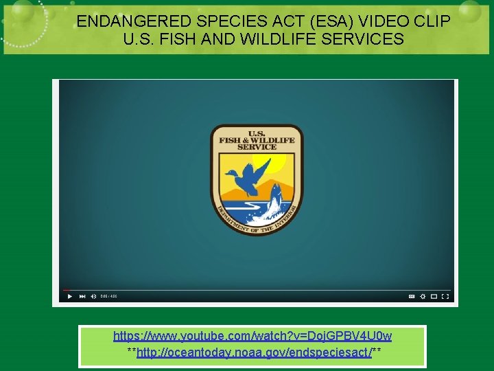 ENDANGERED SPECIES ACT (ESA) VIDEO CLIP U. S. FISH AND WILDLIFE SERVICES https: //www.