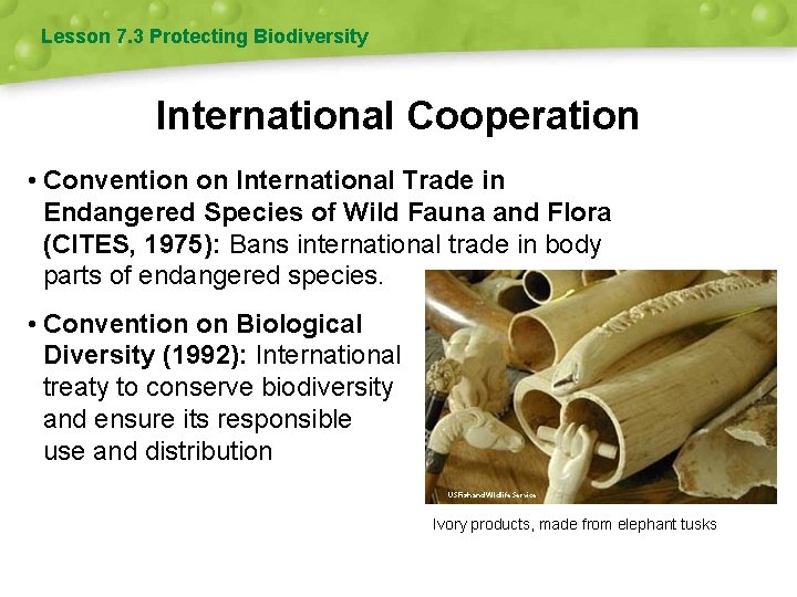 Lesson 7. 3 Protecting Biodiversity International Cooperation • Convention on International Trade in Endangered