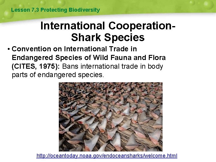 Lesson 7. 3 Protecting Biodiversity International Cooperation. Shark Species • Convention on International Trade