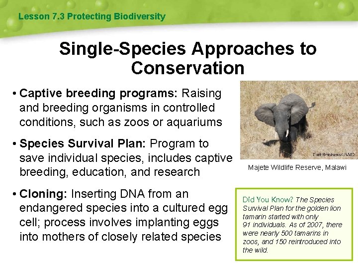 Lesson 7. 3 Protecting Biodiversity Single-Species Approaches to Conservation • Captive breeding programs: Raising