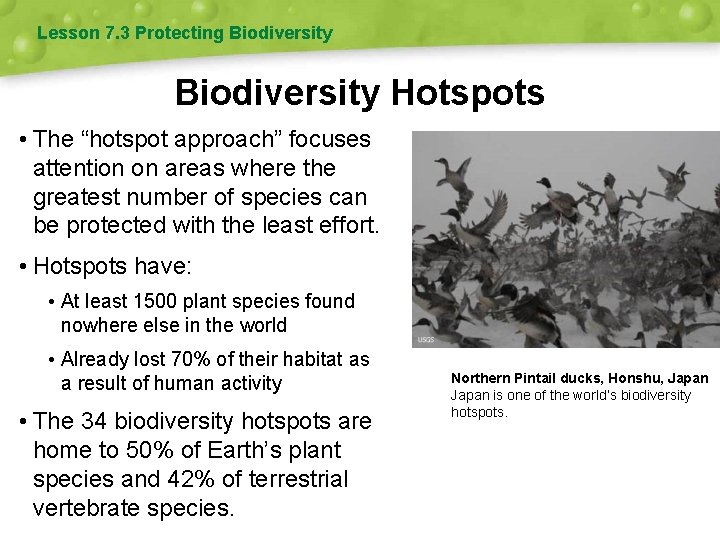 Lesson 7. 3 Protecting Biodiversity Hotspots • The “hotspot approach” focuses attention on areas