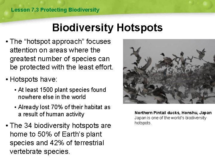 Lesson 7. 3 Protecting Biodiversity Hotspots • The “hotspot approach” focuses attention on areas Lesson 7. 3 Protecting Biodiversity Hotspots • The “hotspot approach” focuses attention on areas