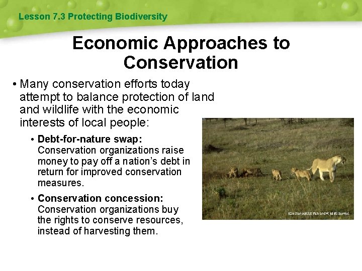 Lesson 7. 3 Protecting Biodiversity Economic Approaches to Conservation • Many conservation efforts today