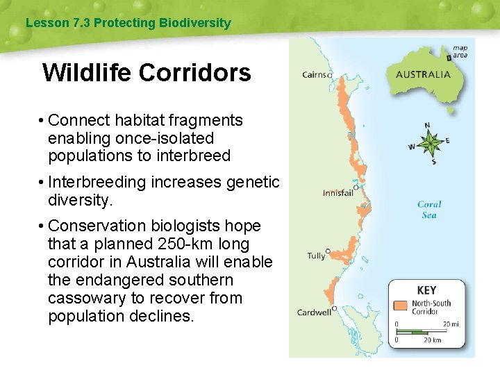Lesson 7. 3 Protecting Biodiversity Wildlife Corridors • Connect habitat fragments enabling once-isolated populations