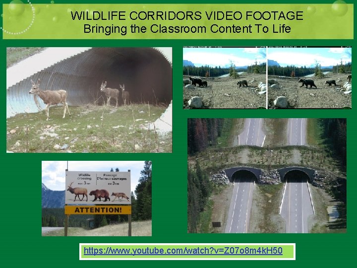 WILDLIFE CORRIDORS VIDEO FOOTAGE Bringing the Classroom Content To Life https: //www. youtube. com/watch? WILDLIFE CORRIDORS VIDEO FOOTAGE Bringing the Classroom Content To Life https: //www. youtube. com/watch?