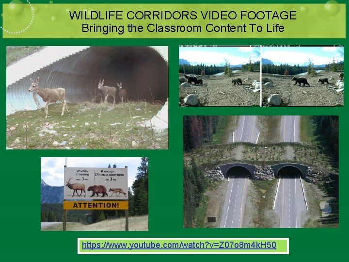 WILDLIFE CORRIDORS VIDEO FOOTAGE Bringing the Classroom Content To Life https: //www. youtube. com/watch?