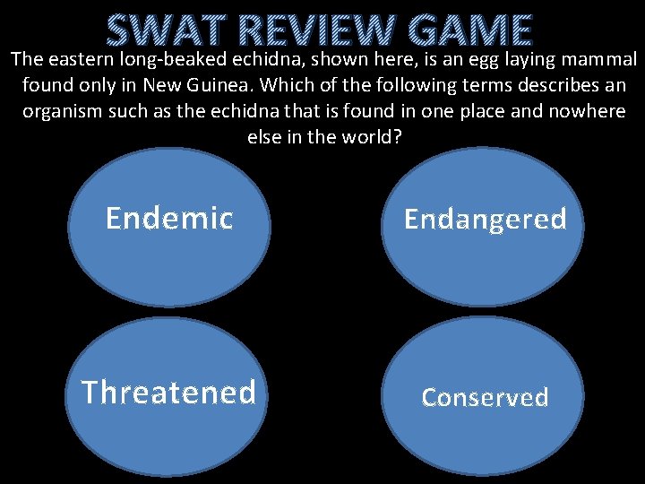 SWAT REVIEW GAME The eastern long-beaked echidna, shown here, is an egg laying mammal