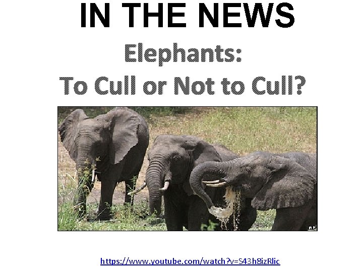 IN THE NEWS Elephants: To Cull or Not to Cull? https: //www. youtube. com/watch?
