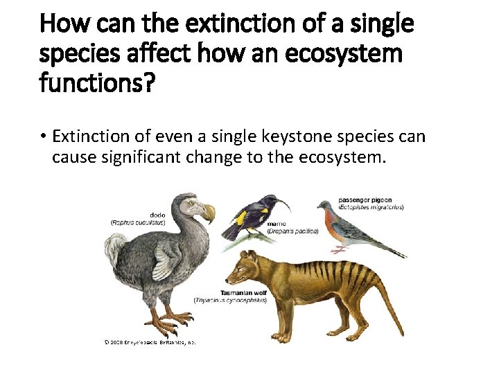 How can the extinction of a single species affect how an ecosystem functions? •