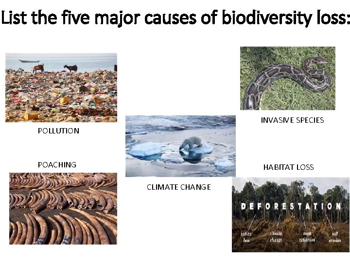 List the five major causes of biodiversity loss: INVASIVE SPECIES POLLUTION POACHING HABITAT LOSS