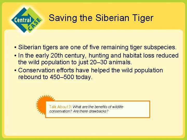 Saving the Siberian Tiger • Siberian tigers are one of five remaining tiger subspecies.